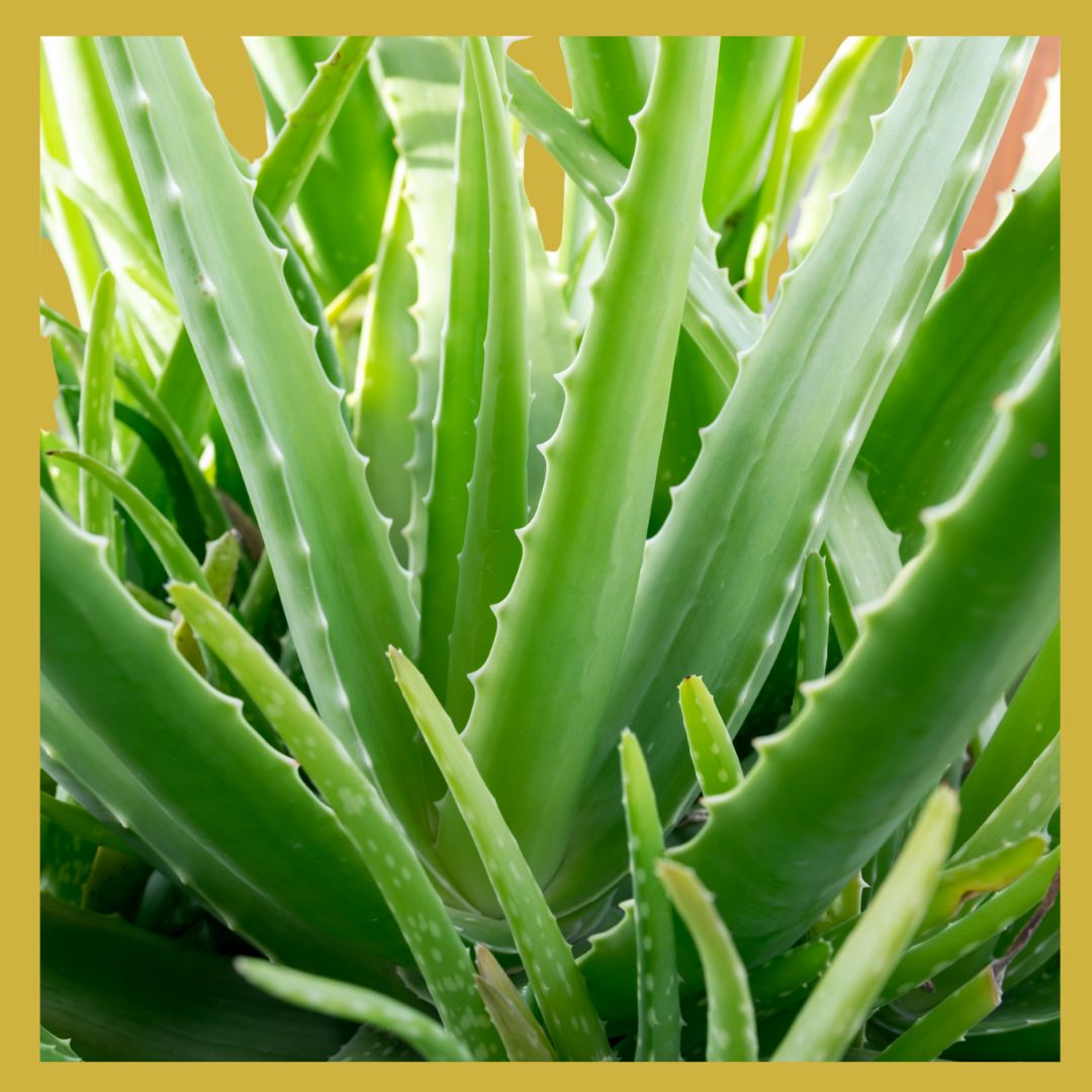 Aloe vera